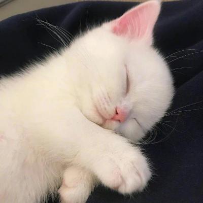 男朋友叫我小懒猫是啥意思缩略图