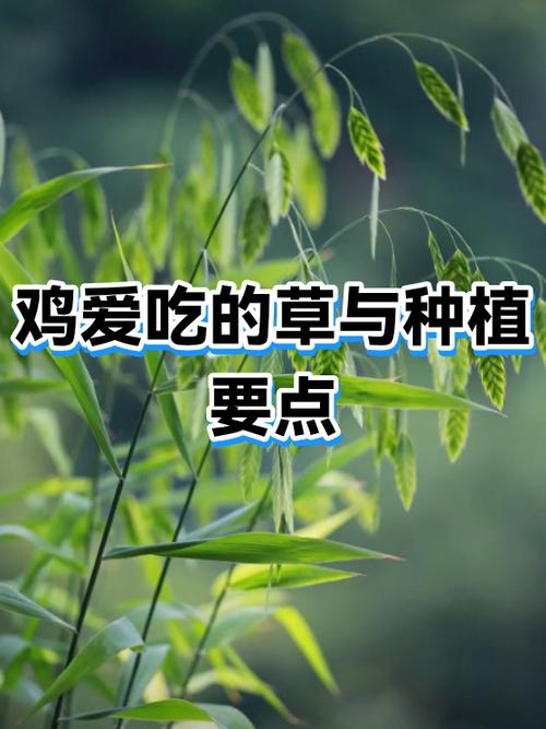 鸡硬度差平时喝什么调理最好