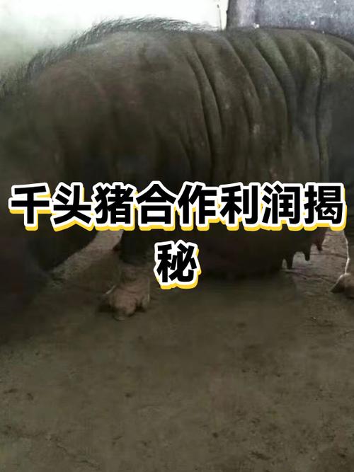 养一千头猪一年赚多少缩略图