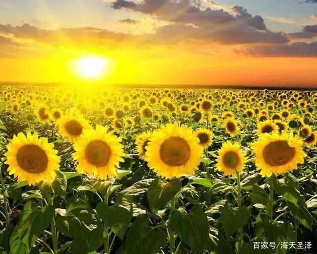 治愈抑郁的高级文案缩略图