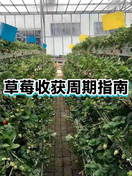 草莓能卖到几月份