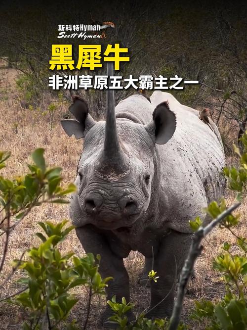 黑犀牛大吗游戏截图