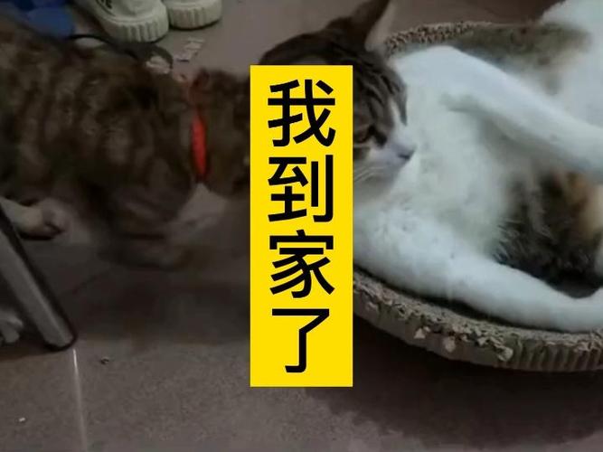 下载到家了并安装缩略图