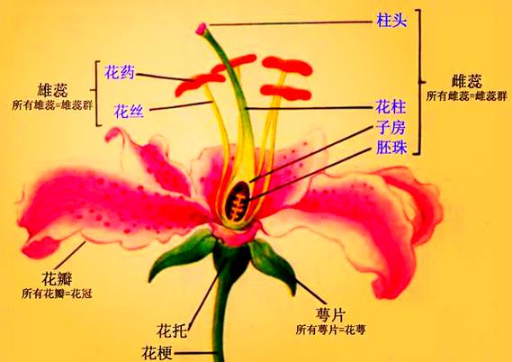 一朵花平台