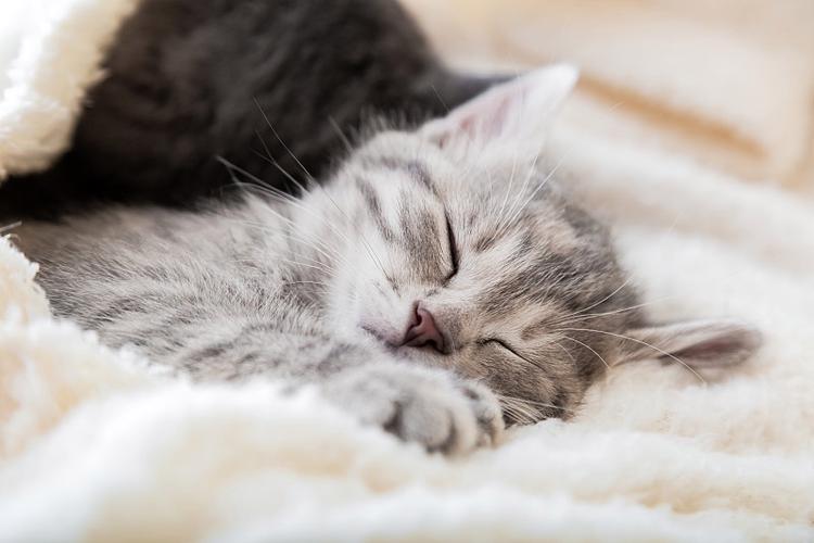 睡着的小猫咪1.1.2.3.游戏截图