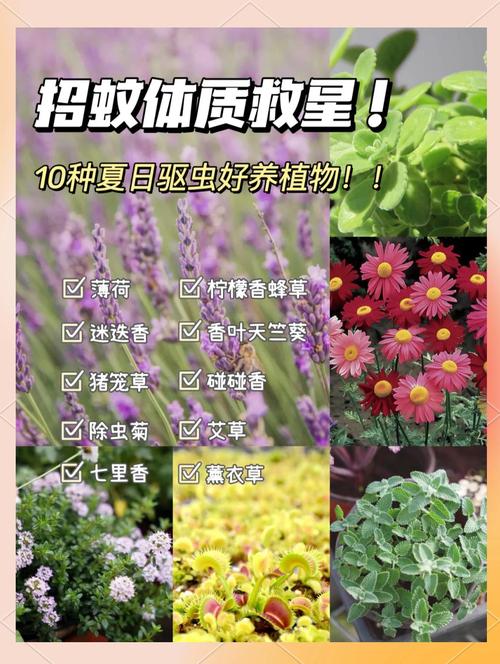 驱蚊植物有哪些