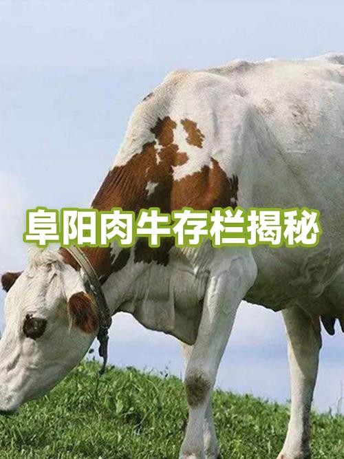 养50头牛一年利润多少缩略图