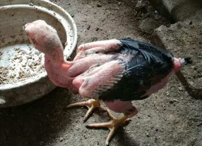 小斗鸡几个月开始猛长