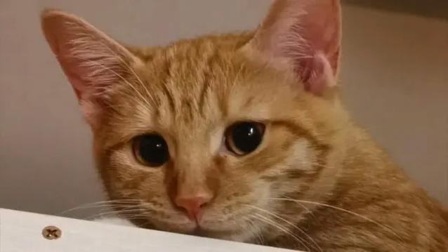 猫咪视频3.0缩略图