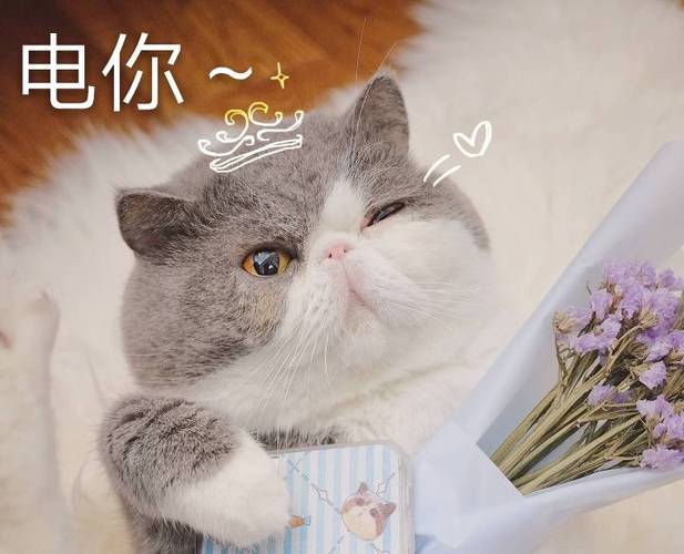 猫咪喵呜缩略图