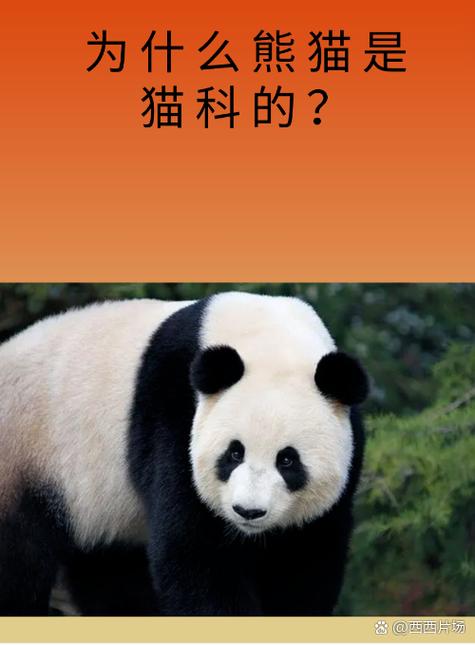 猫熊和熊猫的区别缩略图