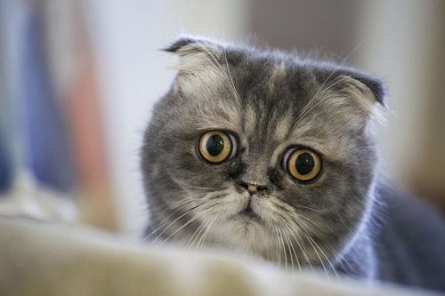 100种变身猫图片缩略图