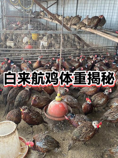 白鸡品种大全及图片缩略图