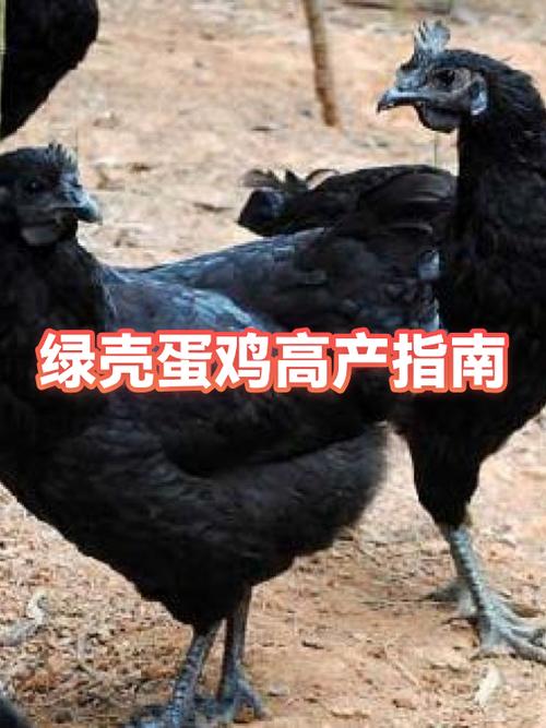 哪种绿壳蛋鸡产蛋率高游戏截图