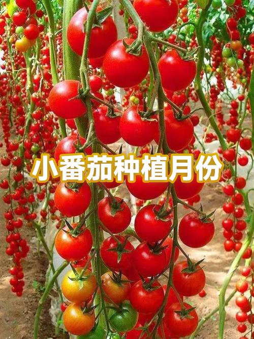 番茄的季节是几月游戏截图