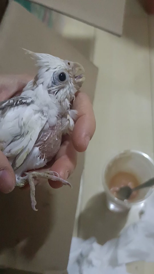 玄凤幼鸟张嘴呼吸什么原因游戏截图