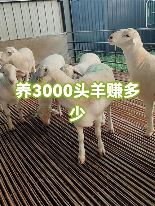 养20头羊一年赚多少钱游戏截图