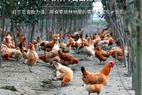 土鸡跟老母鸡的区别缩略图