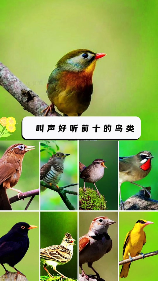500种鸟鸟叫声mp3缩略图