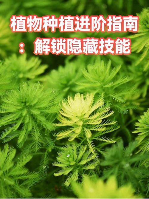 5阶植物进阶顺序缩略图