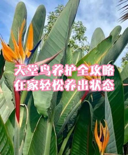 鸟进店了最忌讳三个缩略图