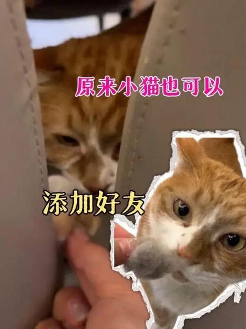 猫聊交友缩略图