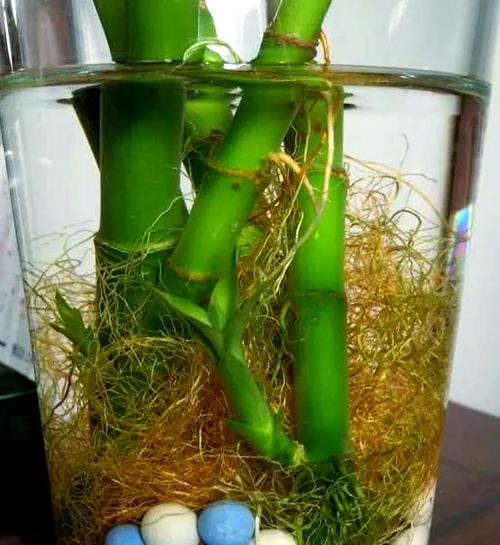 富贵竹怎么快速生根游戏截图