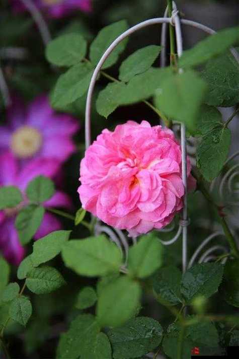 小白花浇灌日常by穆以冬抹姜汁