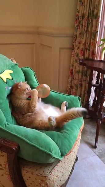 猫咪搞笑视频 笑死人游戏截图