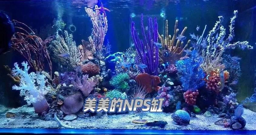 珊瑚脱藻怎样恢复