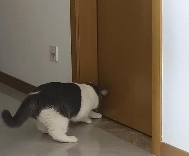 猫关黑屋管用吗