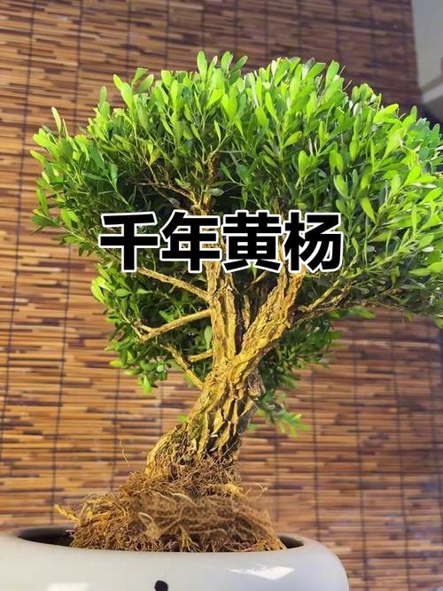 镇宅树排名第一名黄杨树图标