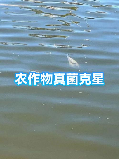 真菌的克星是什么东西