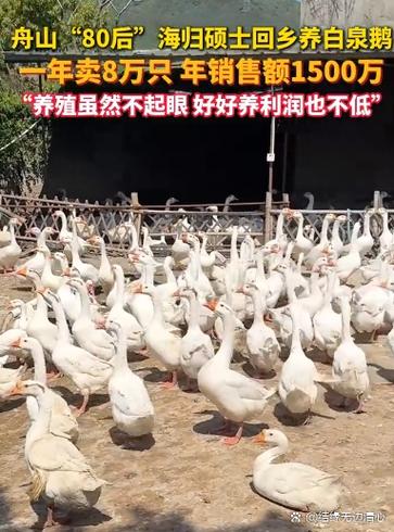养鹅能赚多少钱一只图标