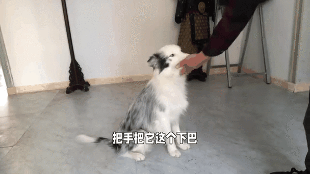 边牧叫声