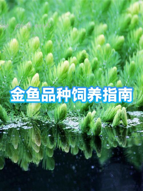 养金鱼一天喂几次最好