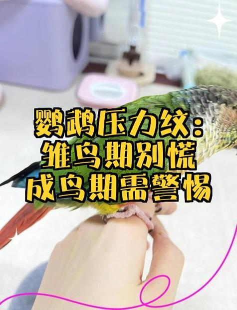 雏鸟官网版缩略图