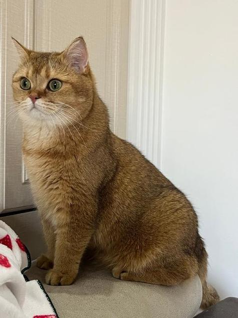 英国短毛猫金渐层游戏截图