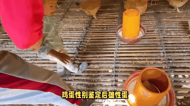 养鸡场的蛋能吃吗缩略图