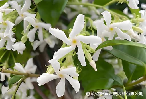 夲茉莉怎么读缩略图