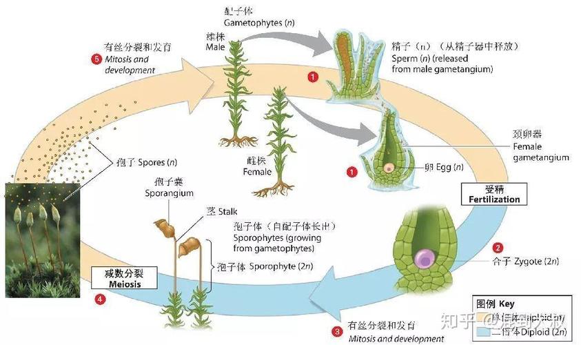 上水石上苔藓最快繁殖方法