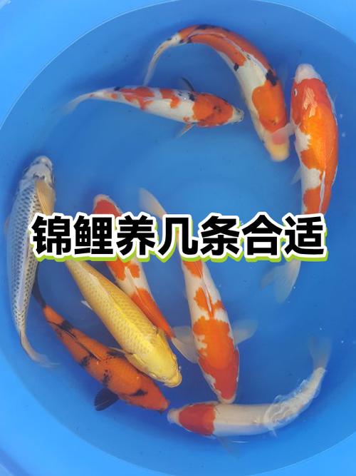 锦鲤一般养几条最旺缩略图