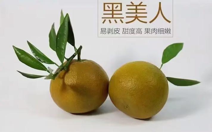 橙子中心的小黑籽
