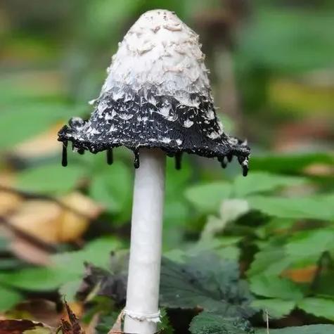 蘑菇边上一圈黑的图标