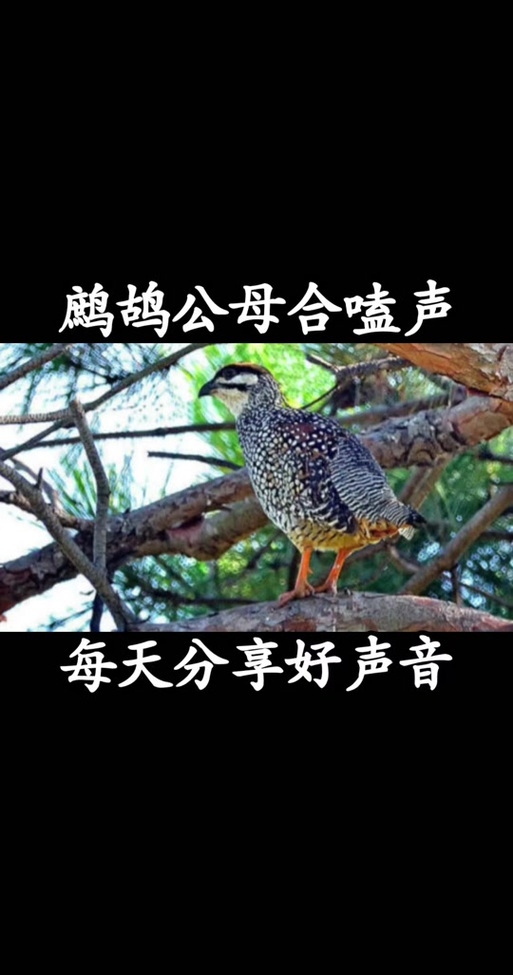 母鹧鸪引公鹧鸪叫音缩略图