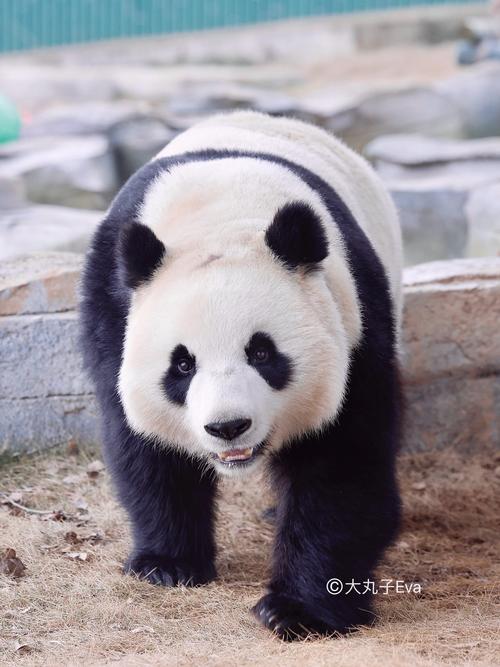 动物大作战最新版下载