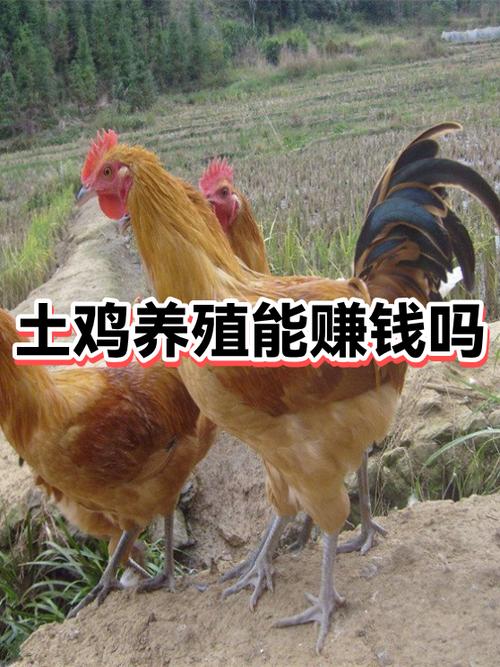 养土鸡能赚钱吗游戏截图