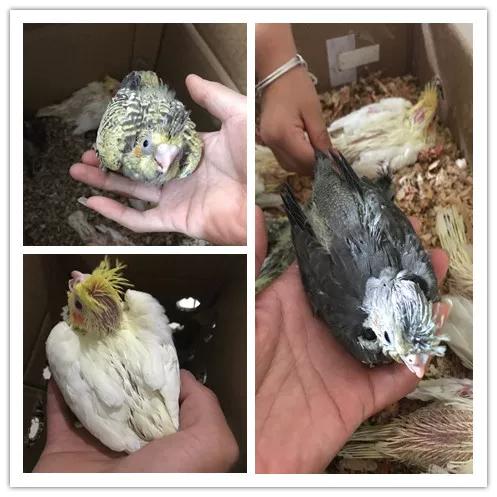 玄凤鹦鹉手养技巧