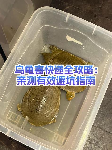 乌龟可以邮寄吗图标