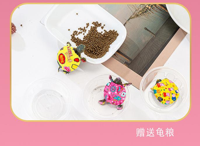 七彩小乌龟能活多少天缩略图